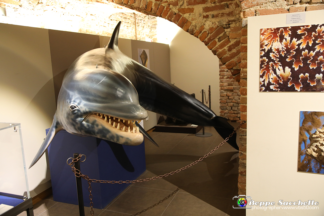 VBS_9137 - Museo Paleontologico - Asti.jpg